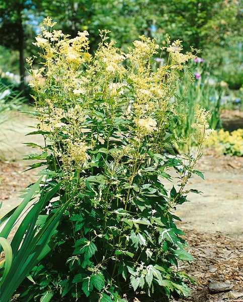 Filipendula ulmaria, Mädesüß, ca. 9x9 cm Topf, duftend