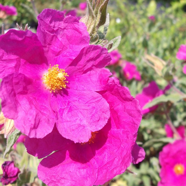 Nahaufnahme von rosafarbenen Zistrosenblüten mit gelber Mitte