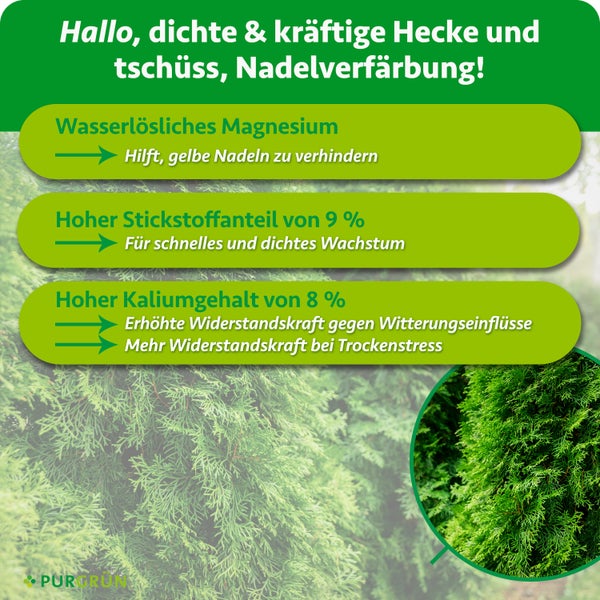 Infografik zum Purgrün Heckendünger mit Angaben zu Magnesium, Stickstoff und Kaliumgehalt für dichte Hecken.