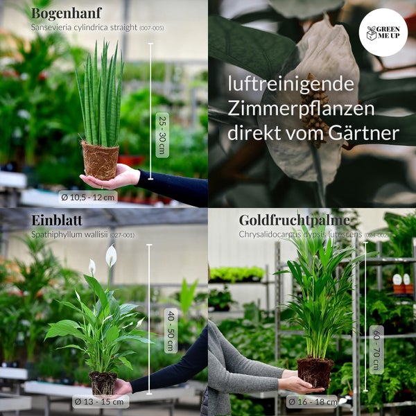 Zimmerpflanzen 3er Box Fresh Air Brothers | Goldfruchtpalme, Einblatt, Sansevieria | Luftreinigende Pflanzen mit gratis Übertöpfen
