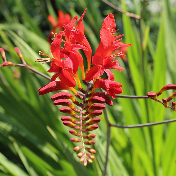 Nahaufnahme einer Crocosmia-Blume mit roten Blüten und grünen Blättern