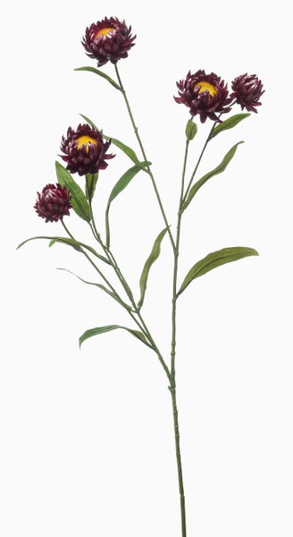 Künstliche Strohblume am Stiel mit weinroten Blüten und gelber Mitte sowie grünen Blättern.