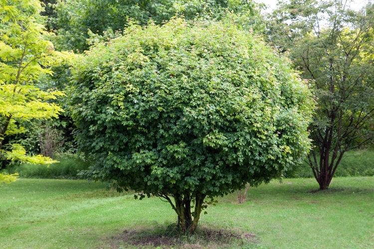 Kugelahorn Baum mit dichtem, rundem Laub in einem Garten