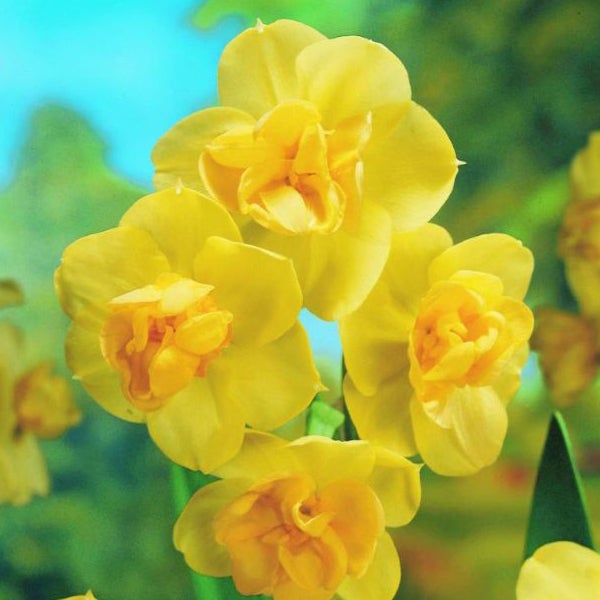 Gelbe gefüllte Narzissenblüten