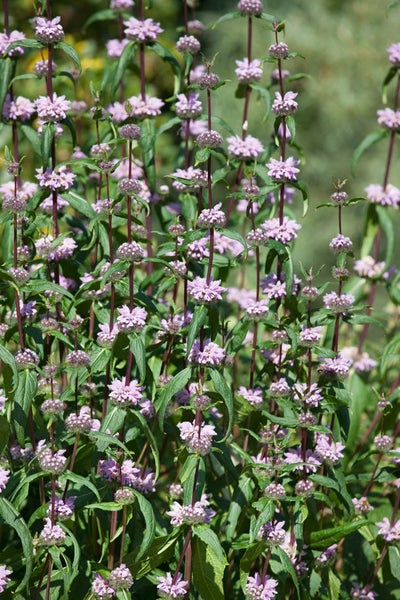 Nahaufnahme von duftenden Quirlblumen