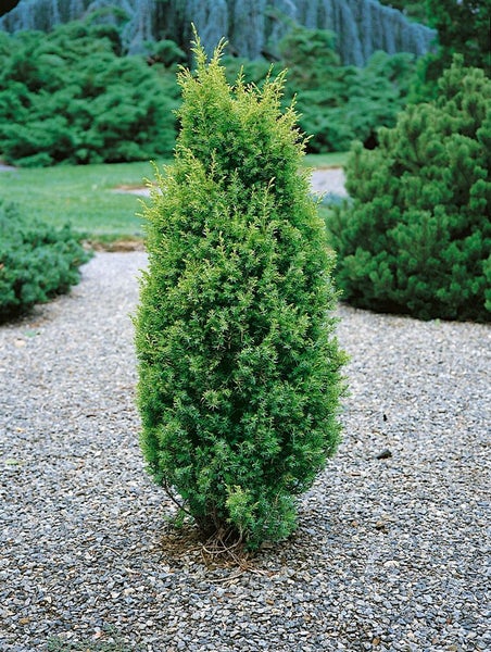 Juniperus communis 'Gold Cone', Wacholder, goldgelb, 60–80 cm