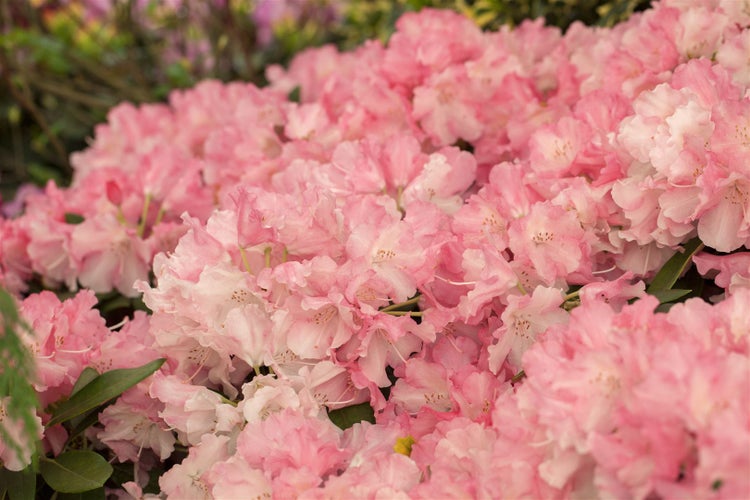 Rhododendron yakushimanum 'Marlis', rosa Blüten, 30–40 cm