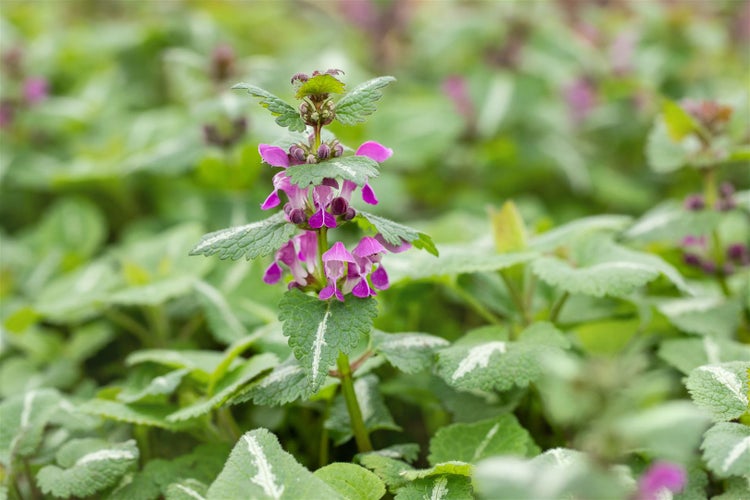 Lamium maculatum 'Chequers', Gefleckte Taubnessel, rosa, ca. 9x9 cm Topf
