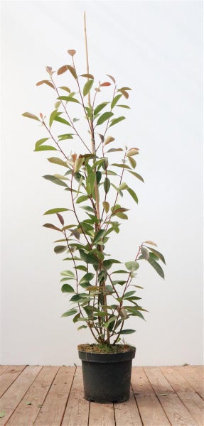 Photinia fraseri Red Robin im schwarzen Kunststofftopf mit hölzernem Stützstab.