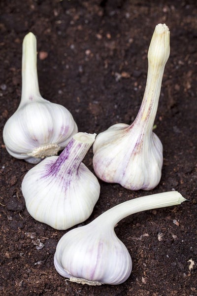 Allium sativum var. sativum, Knoblauch, ca. 9x9 cm Topf