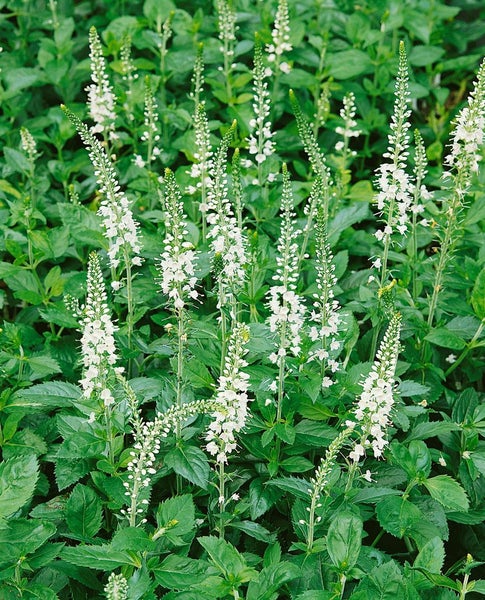 Veronica spicata 'Icicle', Ehrenpreis, weiß, ca. 9x9 cm Topf