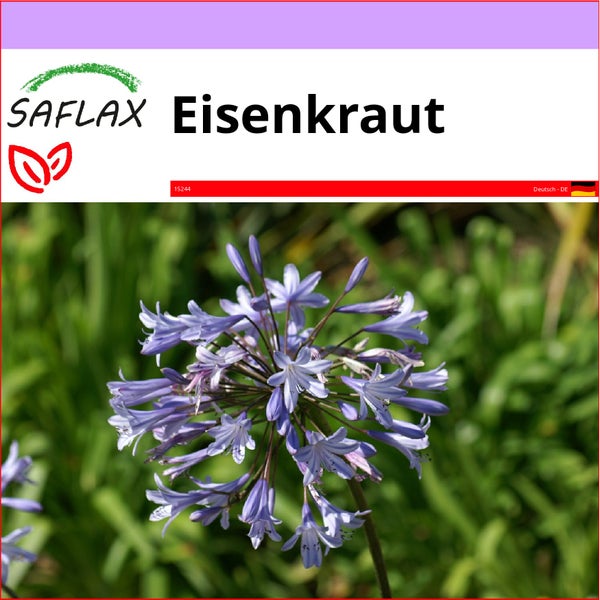 SAFLAX  - Eisenkraut - Verbena officinalis - 250 Samen