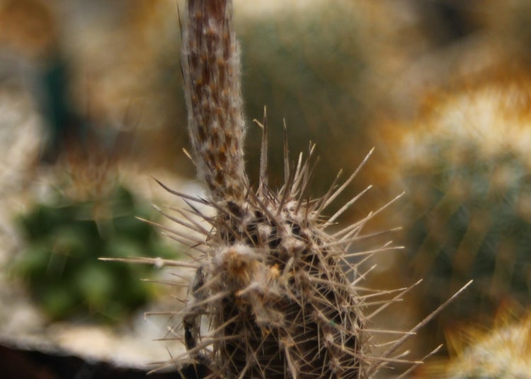 SAFLAX Garden to go - Seeigelkaktus - Echinopsis mirabilis - 40 Samen - Mit Topf, Klima - Deckel und Anzuchtsubstrat