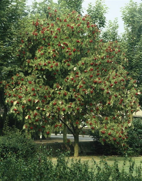 Eberesche Baum mit roten Beeren im Garten.