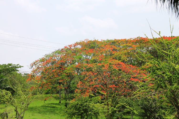 SAFLAX Garden to go - Flammenbaum - Delonix regia - 6 Samen - Mit Topf, Klima - Deckel und Anzuchtsubstrat