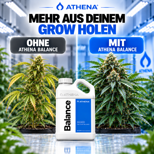 Athena Balance Pflanzennährstoff in einer Kunststoffflasche mit Vorher Nachher Vergleich von Hanfpflanzen zur Wachstumsoptimierung.