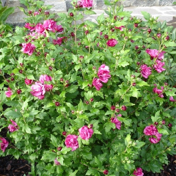 Hibiskusstrauch mit grünen Blättern und rosafarbenen Blüten