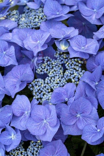Nahaufnahme von blauen Hortensienblüten