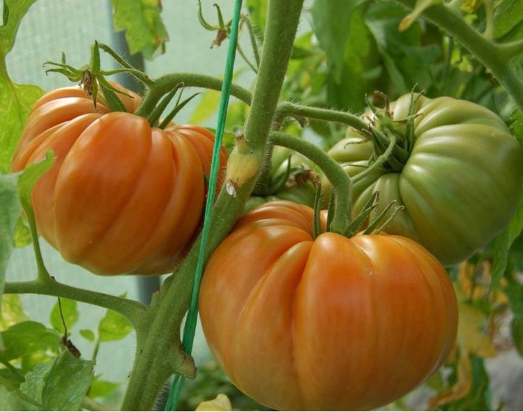 Reife Fleischtomaten an der Pflanze im Garten