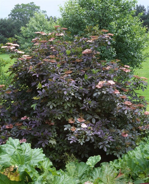 Sambucus nigra, Schwarzer Holunder, 40–60 cm