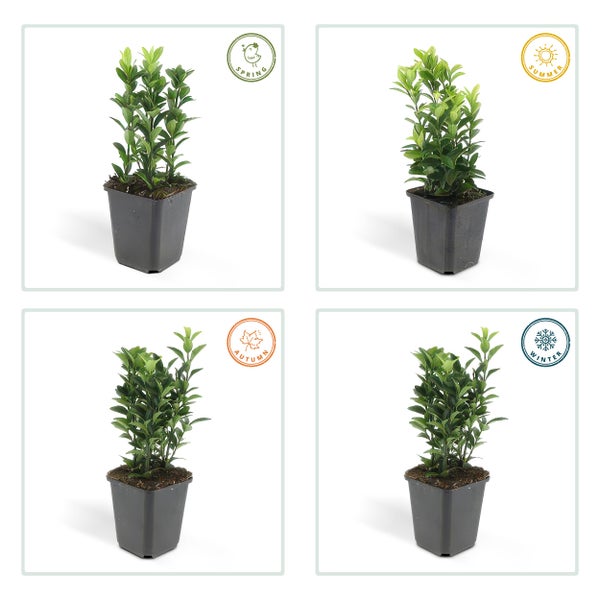 Bodendecker - Kriechspindel - Euonymus japonicus 'Green Spire' - 9cm Topf - Set mit 6 Pflanzen