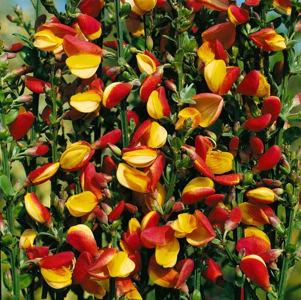 Cytisus scoparius 'La Coquette', Besenginster, rosa, 30–40 cm