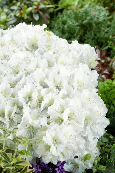 Rhododendron obtusum 'Maischnee', weiß, 20–25 cm