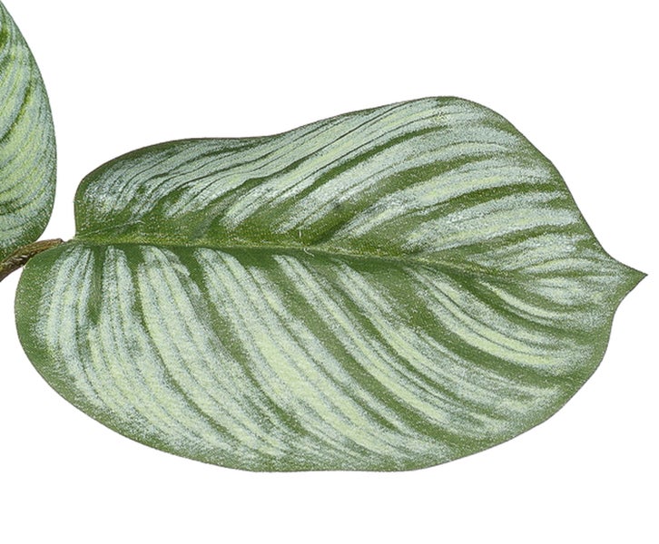 Künstliches Blatt einer Calathea mit grün-silberner Musterung.