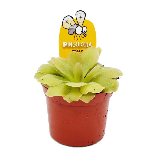 Fleischfressende Pflanze - Fettkraut - Pinguicula Weser - 9cm Topf