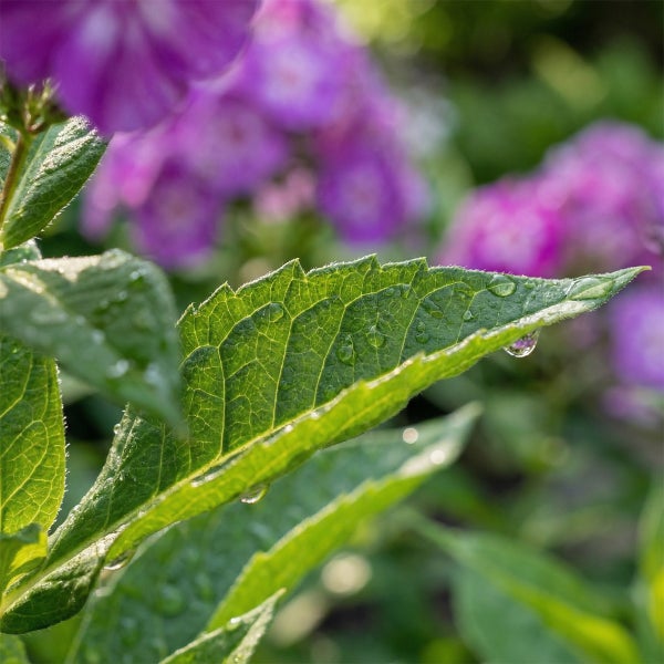 Nahaufnahme eines grünen Blattes mit Wassertropfen vor unscharfen Blumen im Hintergrund.