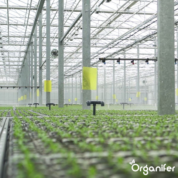Yucca - Benetzungsagent - 250 ml für 2500 m2 - Organifer
