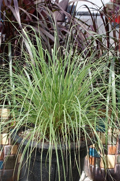 Pennisetum alopecuroides 'Pennstripe', Lampenputzergras, gestreift, 2L Topf