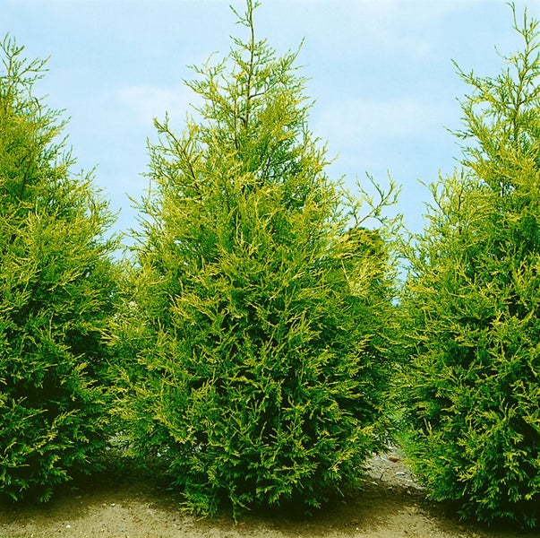 Cupressocyparis leylandii 'Castlewellan Gold', goldgrün, 100–125 cm