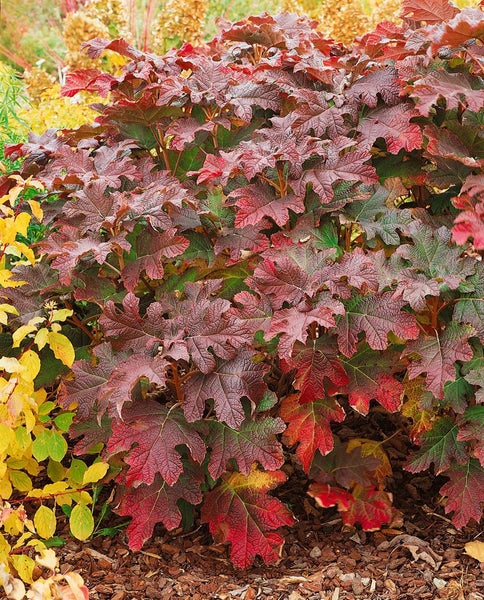 Hydrangea quercifolia 'Snow Queen', Eichenblatthortensie, weiß, 40–60 cm