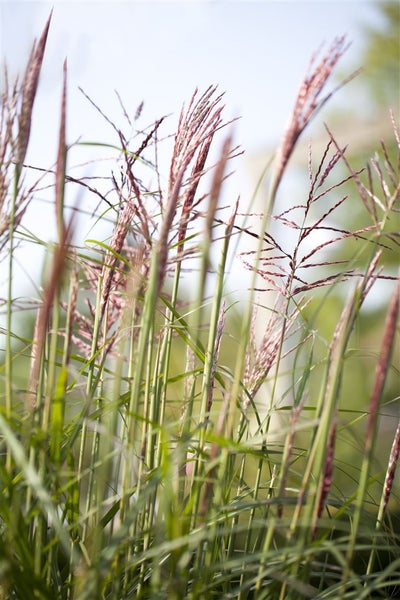 Nahaufnahme von Ziergras mit filigranen Blütenständen