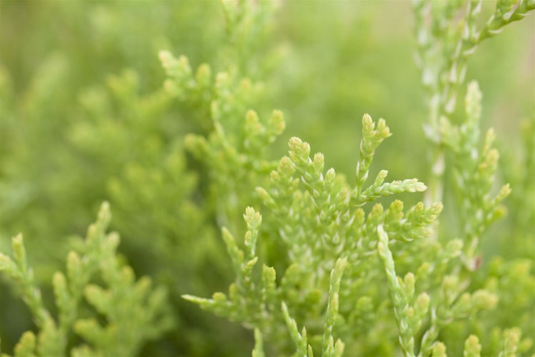 Thuja occidentalis 'Jantar', Lebensbaum, gelbgrün, 50–60 cm