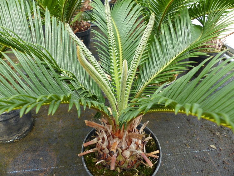 Cycas revoluta Sagopalme im Topf mit fächerförmigen grünen Blättern und neuem Austrieb in der Mitte.