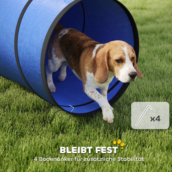 Beagle läuft durch einen blauen Agility-Tunnel auf Rasen, inklusive vier Bodenankern für zusätzliche Stabilität.