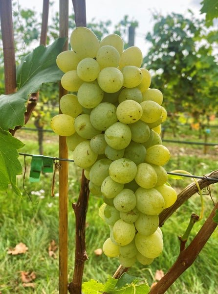 Eine große Traube heller Weintrauben hängt an einem Rebstock in einem Weinberg.