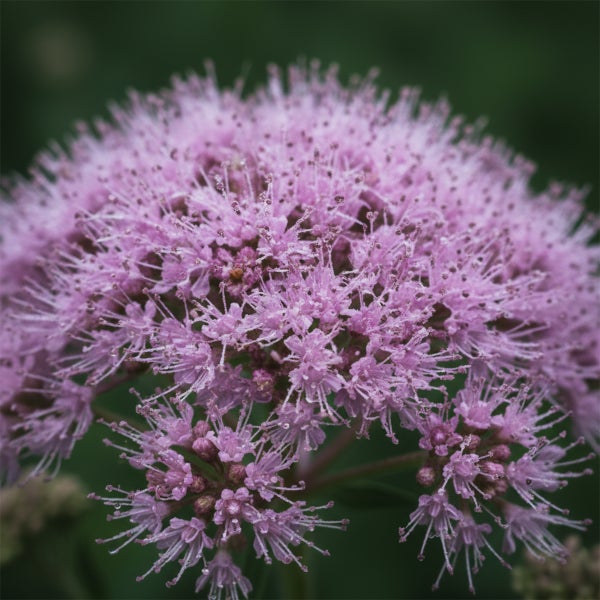 Nahaufnahme eines blühenden Wasserdosts mit feinen rosa Blütenständen.
