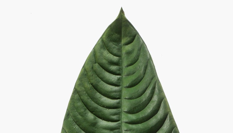 Nahaufnahme eines spitzen grünen Blattes mit strukturierter Oberfläche.