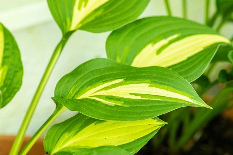 Hosta undulata 'Mediovariegata', Funkie, grün-weiß, ca. 11x11 cm Topf