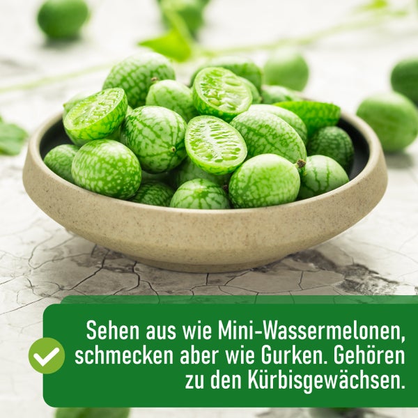Mexikanische Minigurken in einer Schale, marmoriert wie kleine Wassermelonen, schmecken wie Gurken.