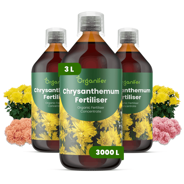Drei Flaschen Organifer Chrysanthemendünger, organisches Düngerkonzentrat, 3 Liter für 3000 Liter Gießwasser, mit blühenden Chrysanthemen.