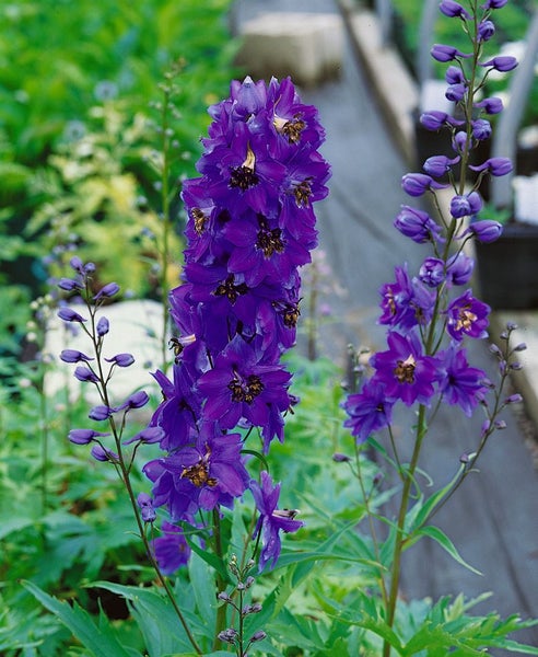 Delphinium Pacific 'Black Knight', Rittersporn, dunkelviolett, ca. 11x11 cm Topf