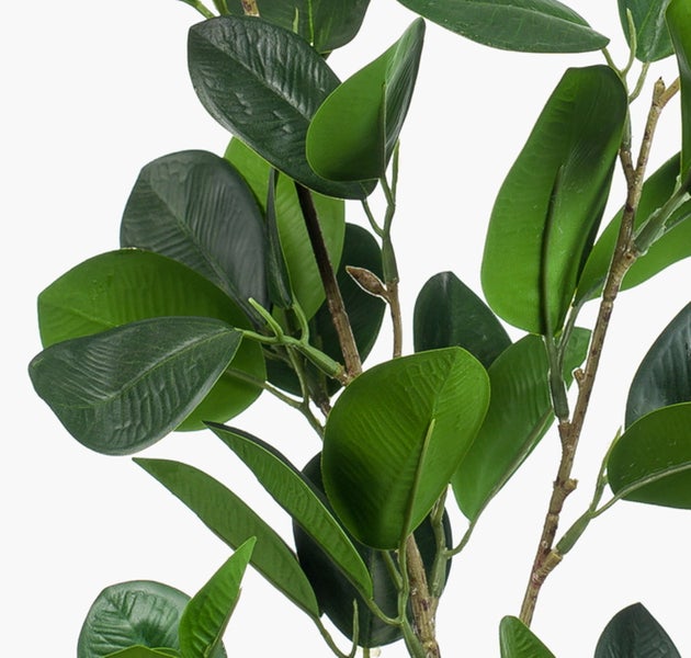 Nahaufnahme der grünen, fleischigen Blätter einer Crassula ovata Sukkulente.