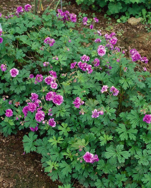 Geranium himalayense 'Plenum', Himalaya-Storchschnabel, gefüllt, ca. 9x9 cm Topf
