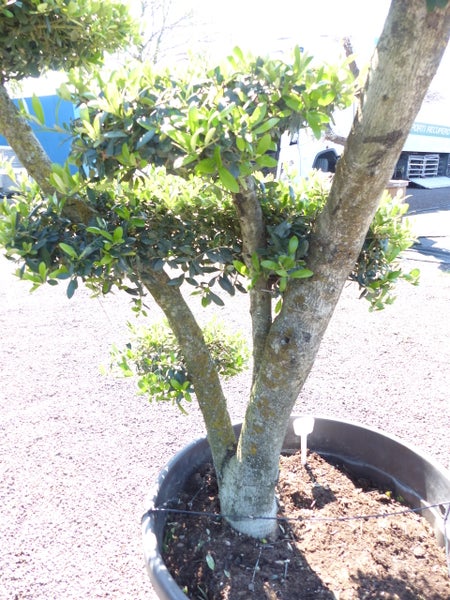 Mehrstämmiger Zierbaum mit dichtem grünem Laub in einem großen grauen Kunststofftopf für den Garten.