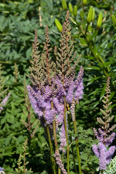 Astilbe mit violetten Blüten in Nahaufnahme