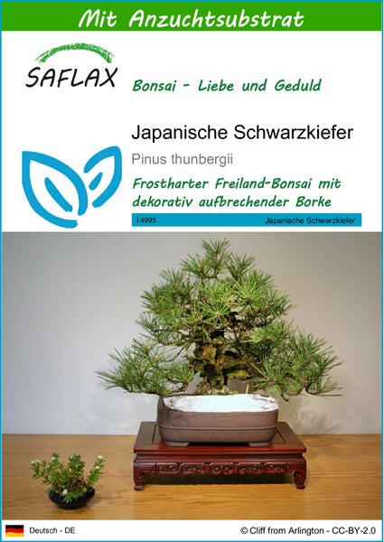 SAFLAX  - Japanische Schwarzkiefer - Pinus thunbergii - 30 Samen - Mit keimfreiem Anzuchtsubstrat